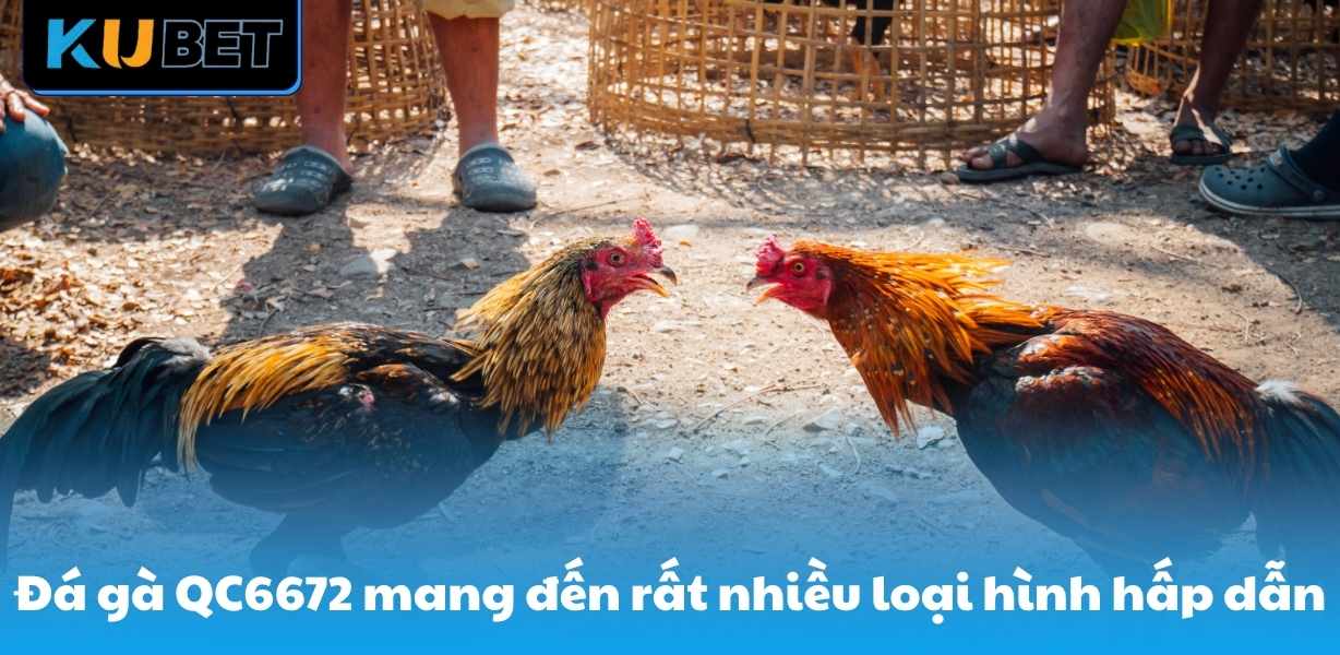 Đá gà QC6672 mang đến rất nhiều loại hình hấp dẫn