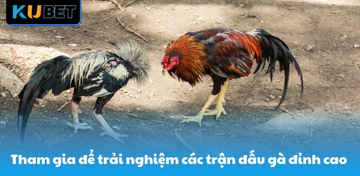 Tham gia để trải nghiệm các trận đấu gà đỉnh cao