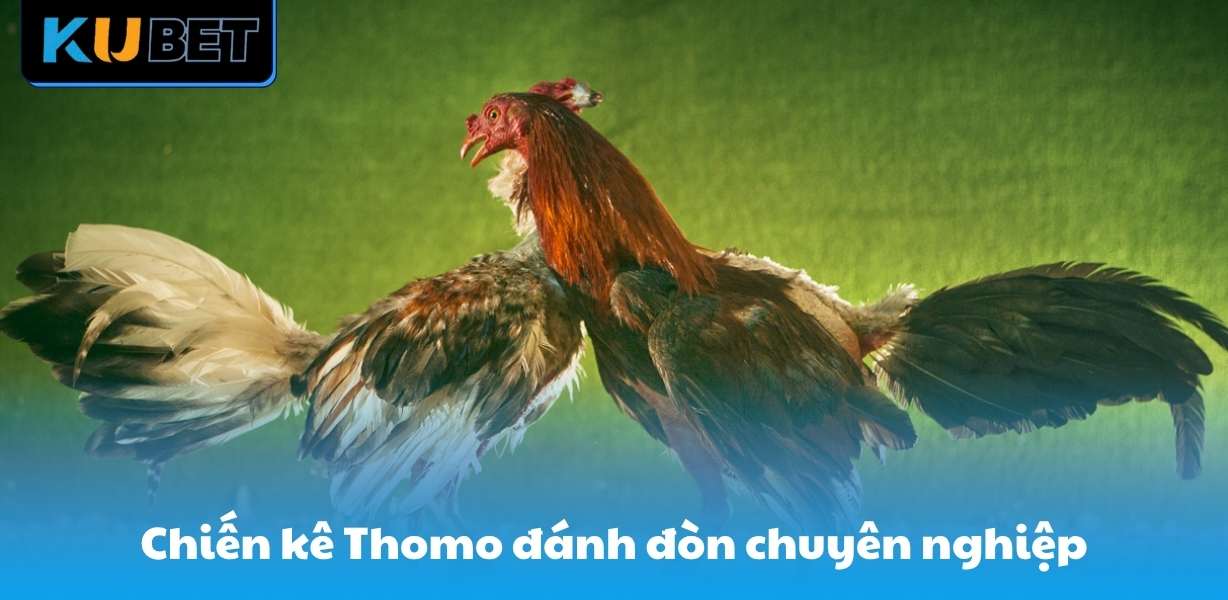 Chiến kê Thomo sở hữu cách đánh đòn chuyên nghiệp
