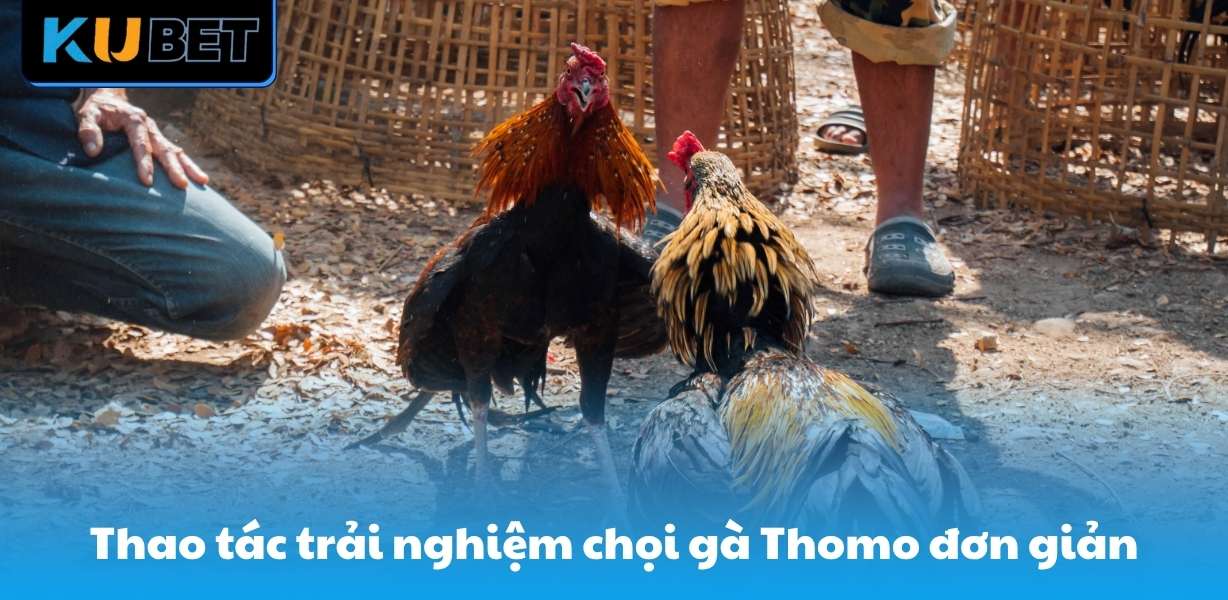 Thao tác trải nghiệm chọi gà Thomo tại QC6672.ORG đơn giản