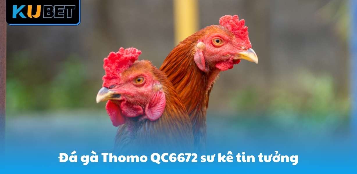 Đá gà Thomo QC6672 xứng đáng được sư kê tin tưởng