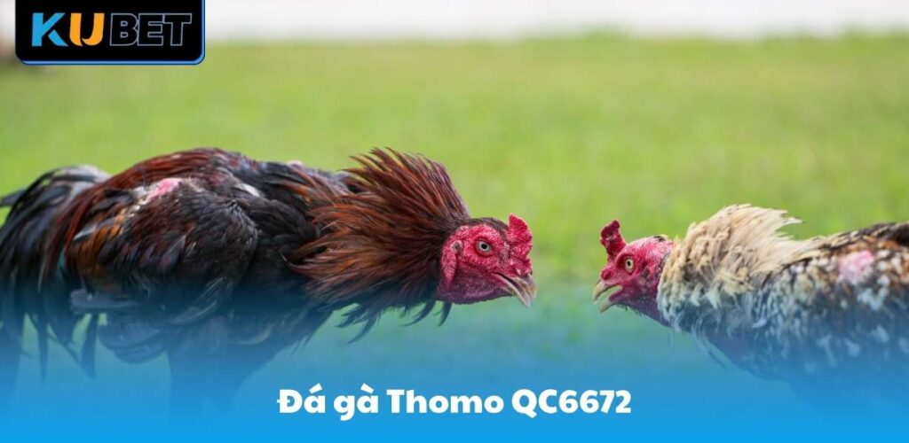 Qc6672